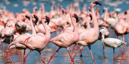 Lake Nakuru National Park
