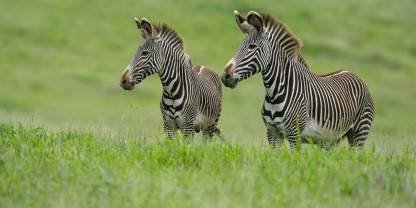 Laikipia Plateau
