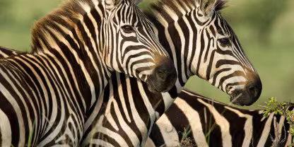 Lewa Wildlife Conservancy