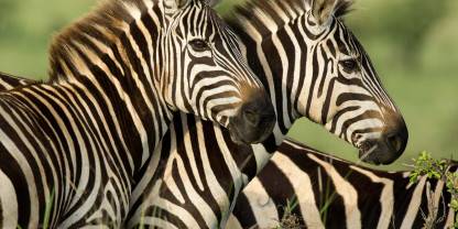 Lewa Wildlife Conservancy