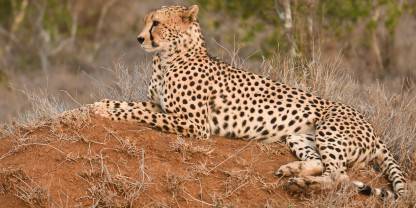 Loisaba Conservancy