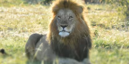 Mara Naboisho Conservancy