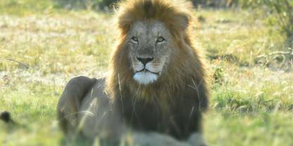 Mara Naboisho Conservancy