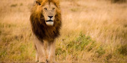 Mara North Conservancy
