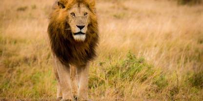Mara North Conservancy