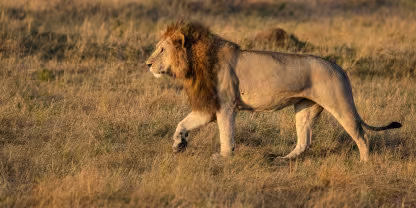Masai Mara National Reserve