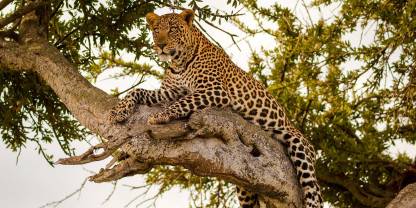 Inyati Private Game Reserve