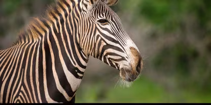 Meru National Park