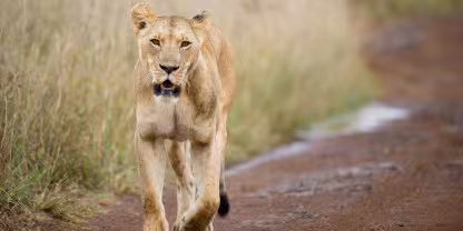 Nairobi National Park