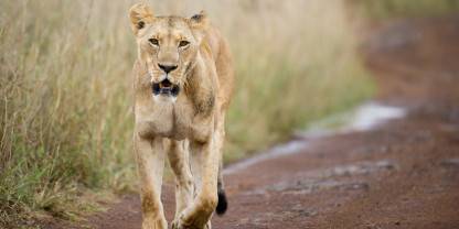 Nairobi National Park