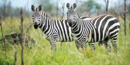 Ruma National Park