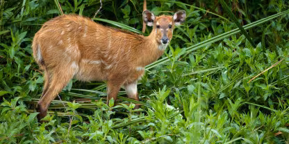 Saiwa Swamp National Park