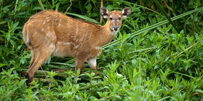 Saiwa Swamp National Park