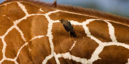 Buffalo Springs National Reserve