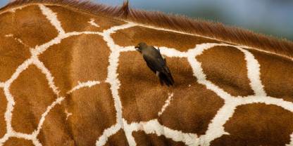 Buffalo Springs National Reserve