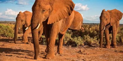Shaba National Reserve