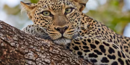 Samburu National Reserve