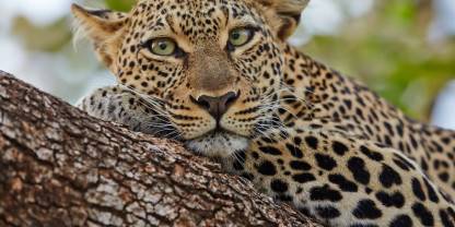 Samburu National Reserve