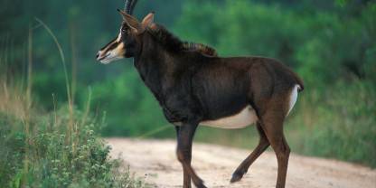 Shimba Hills National Reserve