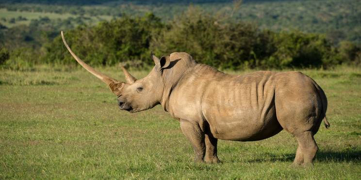 Solio Ranch – Travel Guide, Map & More!