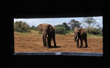 African elephants seen from a hide
