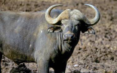 Buffalo bull
