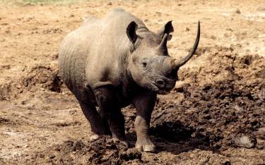 Black rhinoceros