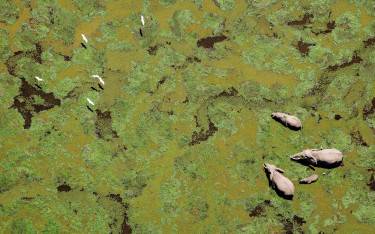Elephants feeding in a swamp