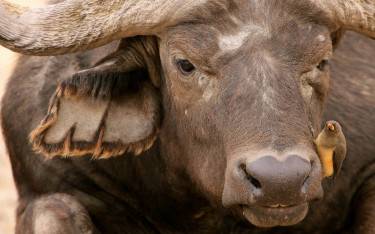 Buffalo with oxpecker