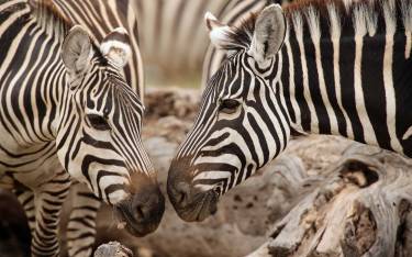 Plains zebras nuzzling