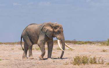 Big tusker walking on the dusty plains