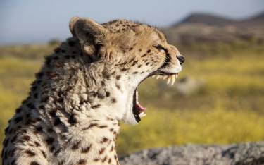 Cheetah yawning