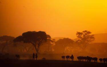 Maasai boys herding cattle at sunset
