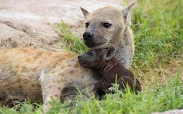Hyena with small pup