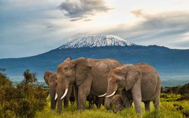 Herd of elephants in front of Mt Kilimanjaro