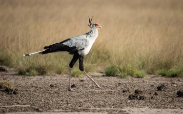Secretarybird