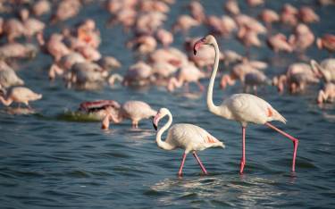 Greater flamingos