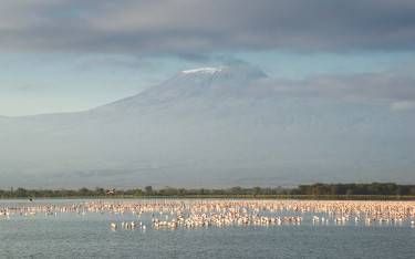 Greater flamingos in front of Mount Kilimanjaro