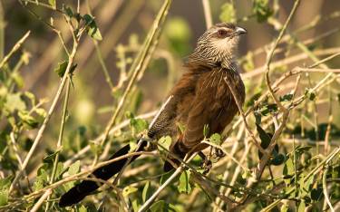White-browed coucal