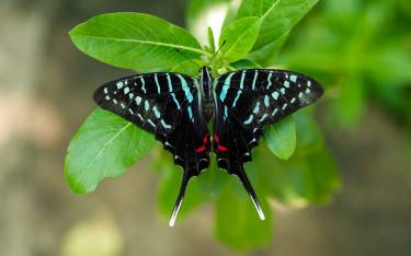 Larger striped swordtail at Arabuko Sokoke FR