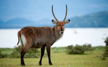Defassa waterbuck on the shore of Lake Naivasha