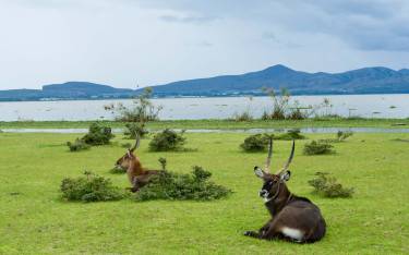 Defassa waterbuck on the shore of Lake Naivasha