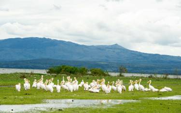 Great white pelicans on the shore of Lake Naivasha