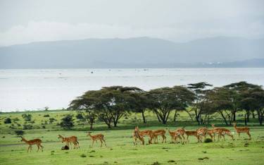 Impala herd on the shore of Lake Naivasha