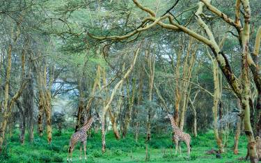 Masai giraffe in yellow fever tree forest