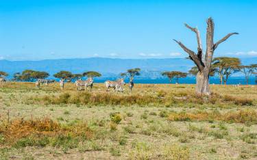 Herd of plains zebras