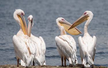 Pelicans on the shore of Lake Naivasha