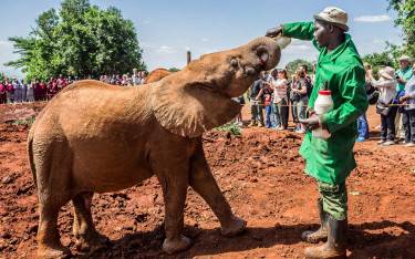 Visitors watching orphan elephants at feeding time