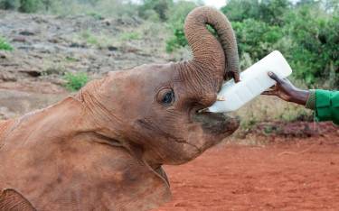 Feeding time at David Sheldrick Wildlife Trust