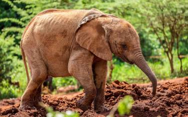 Baby orphan elephant